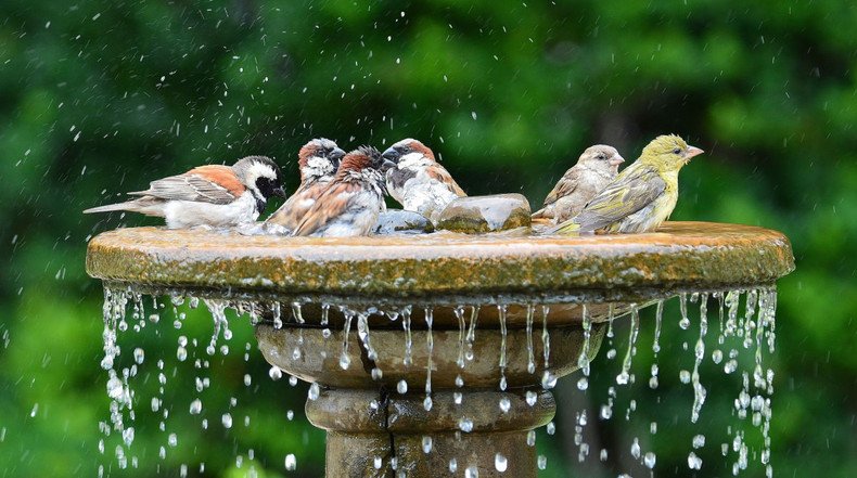 Bird Bath fountain водный объект